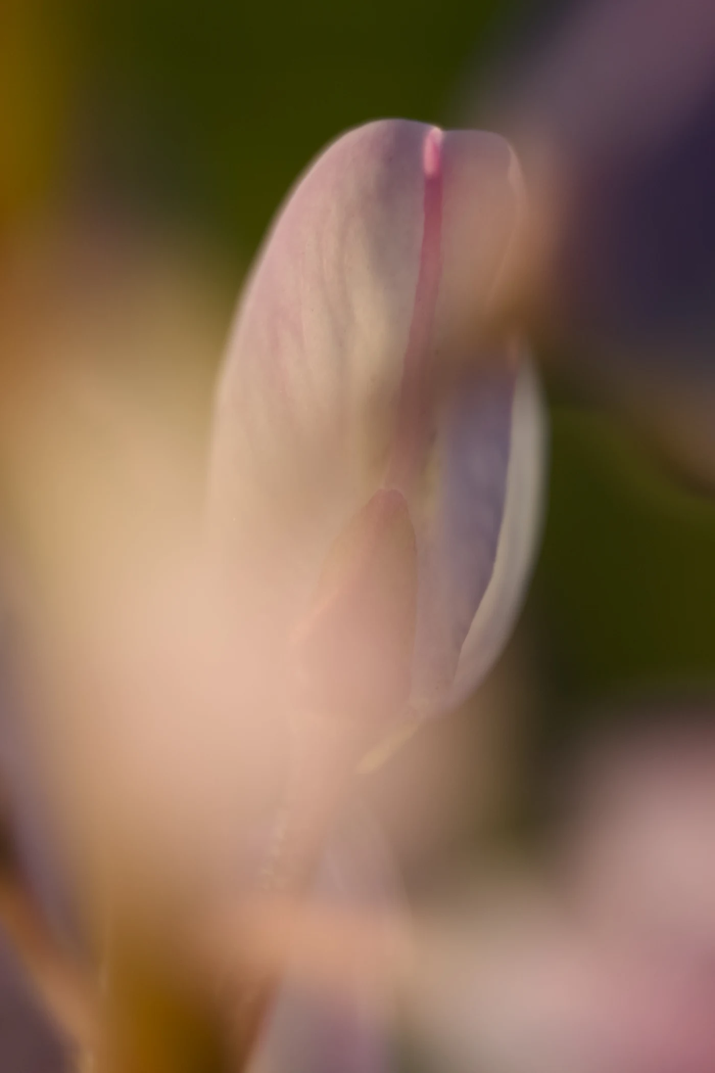 Delicate flower with pink petals against a blurred background.