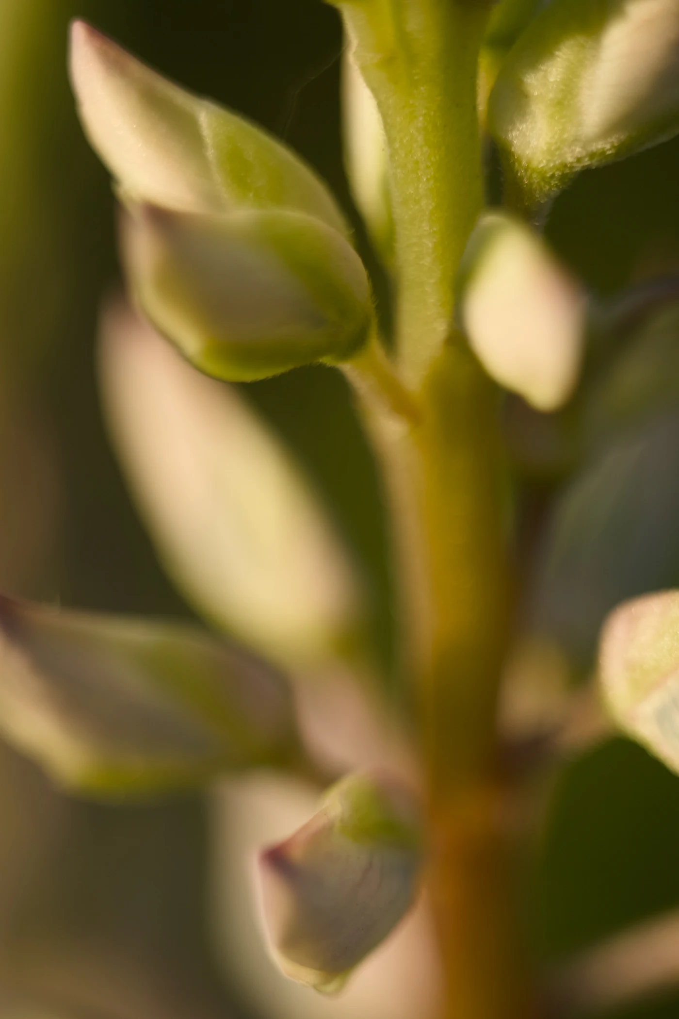 Macro shot of plant shoots with delicate buds and green stems.