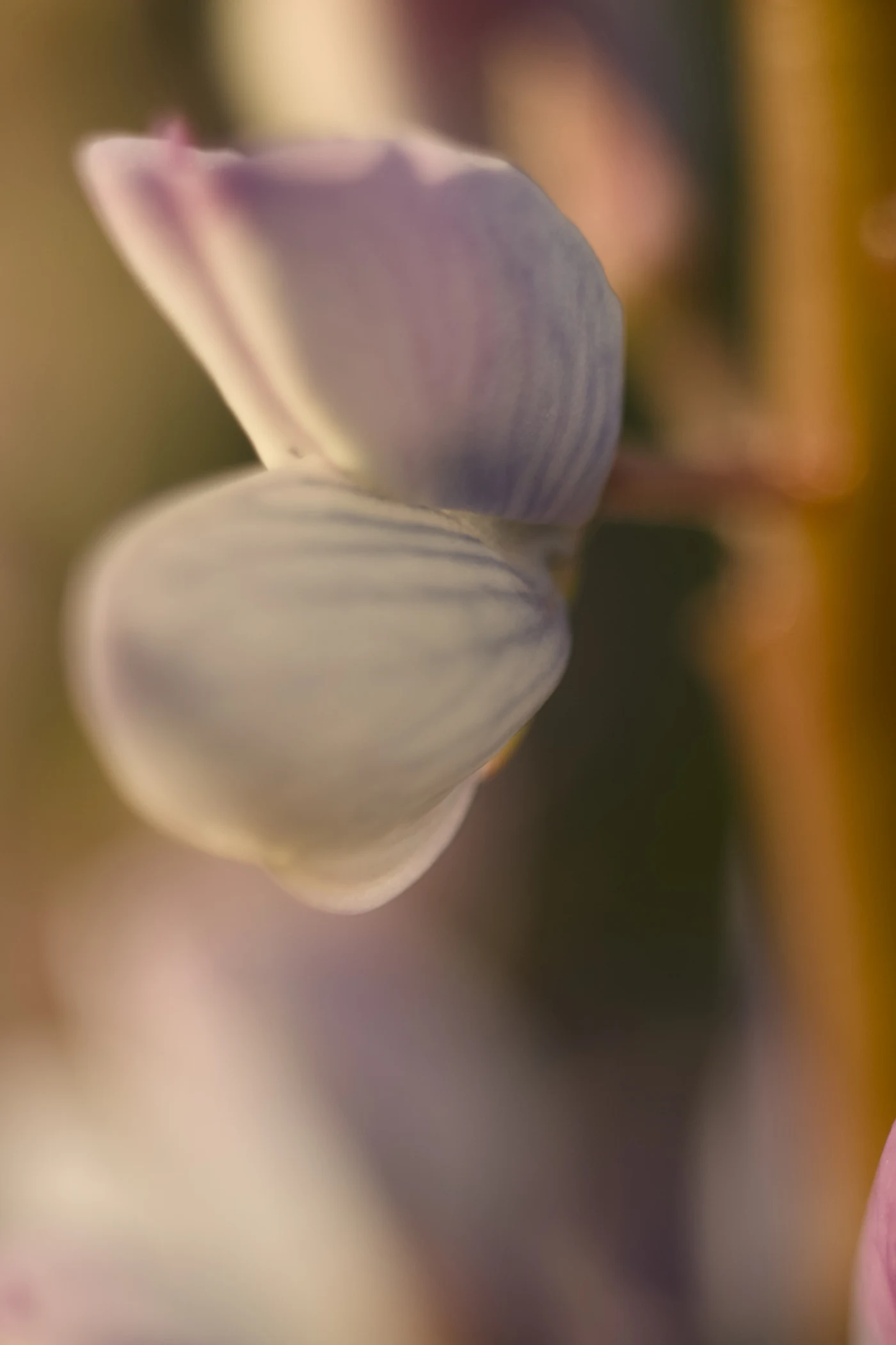 Delicate flower petals with pinkish tones against a blurred background.