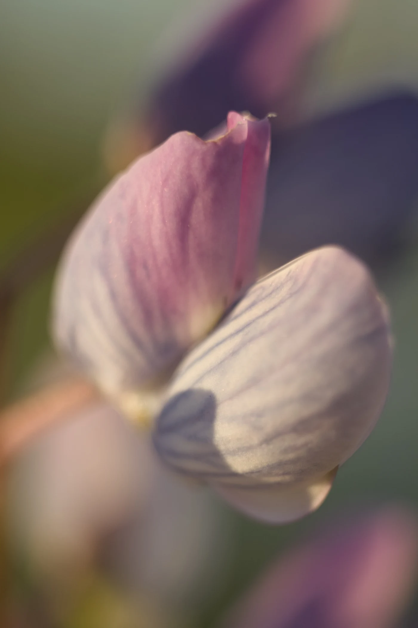 Close-up of a flower with delicate violet petals and pale veins.