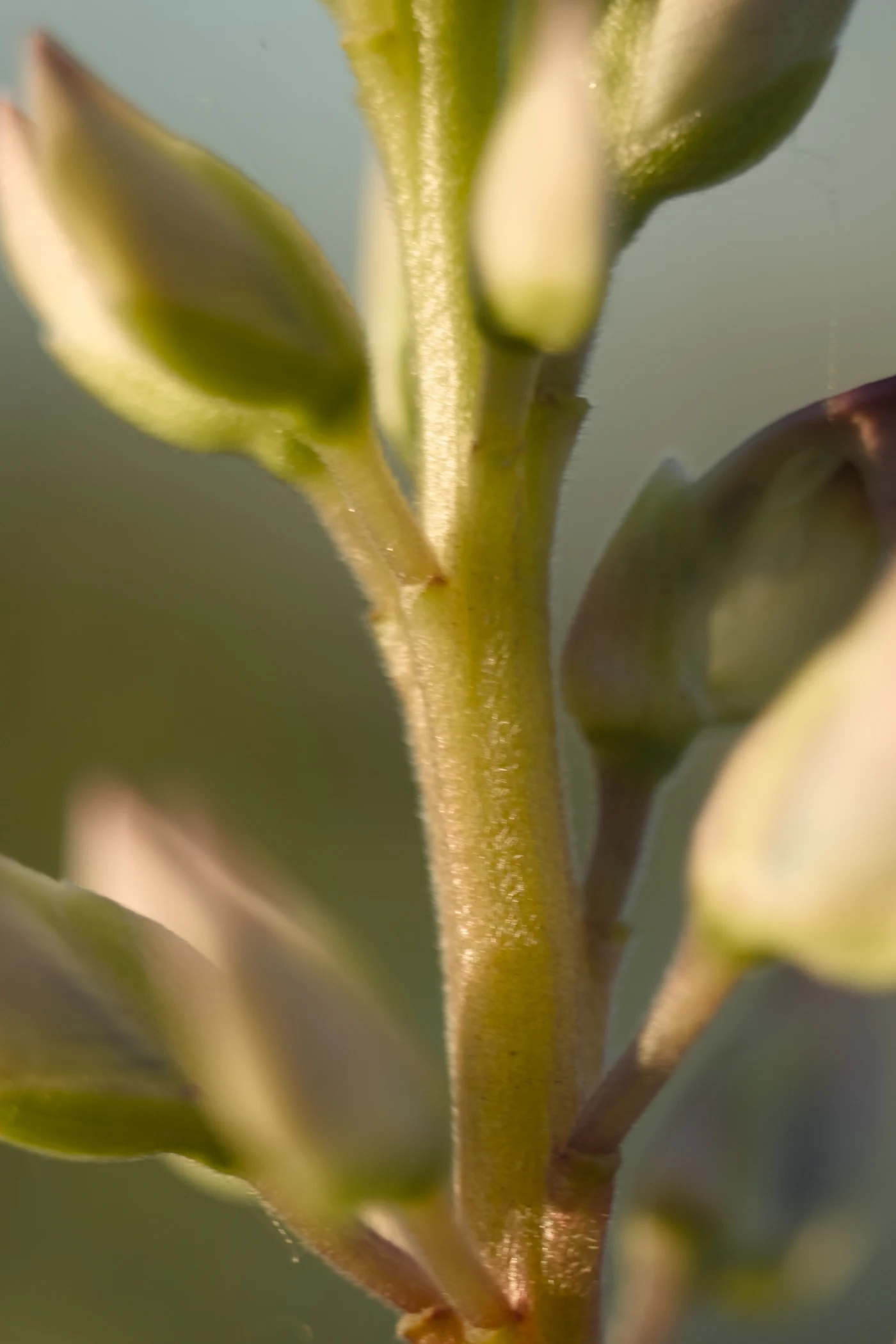 Macro shot of a plant shoot with young leaves and buds.