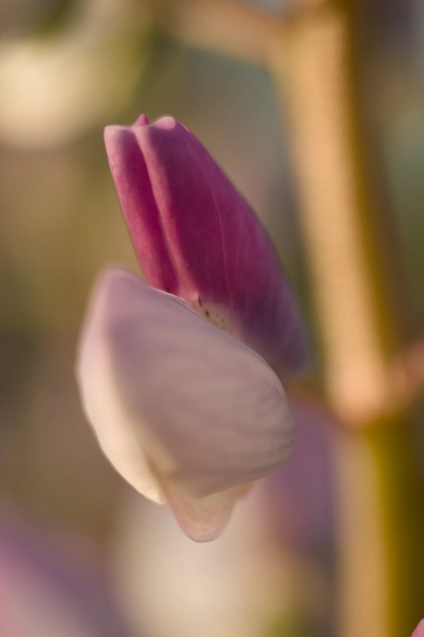 Flower bud with delicate pink and white petals against a blurred background.