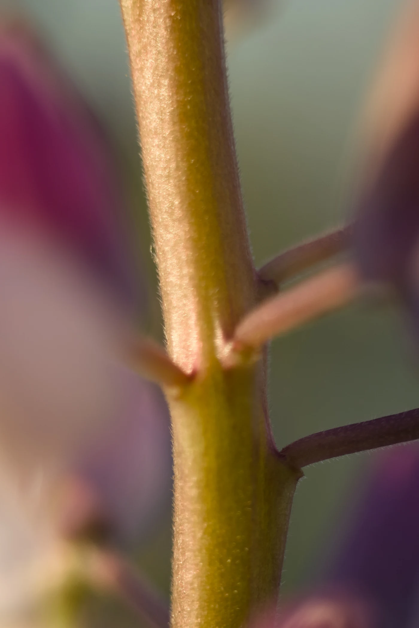 Macro shot of a plant stem with soft hairs and a blurred background.
