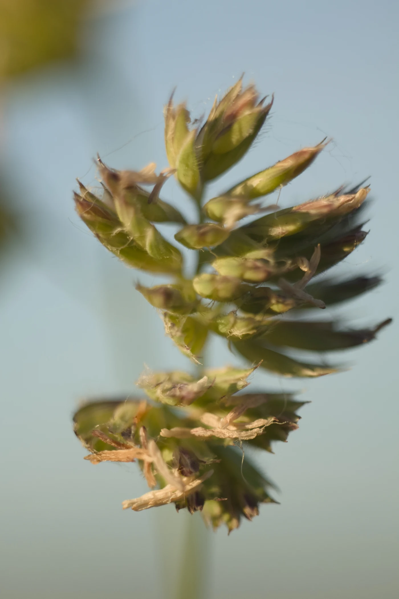 Macro shot of grass heads against the sky. Details and texture of the plants are visible.