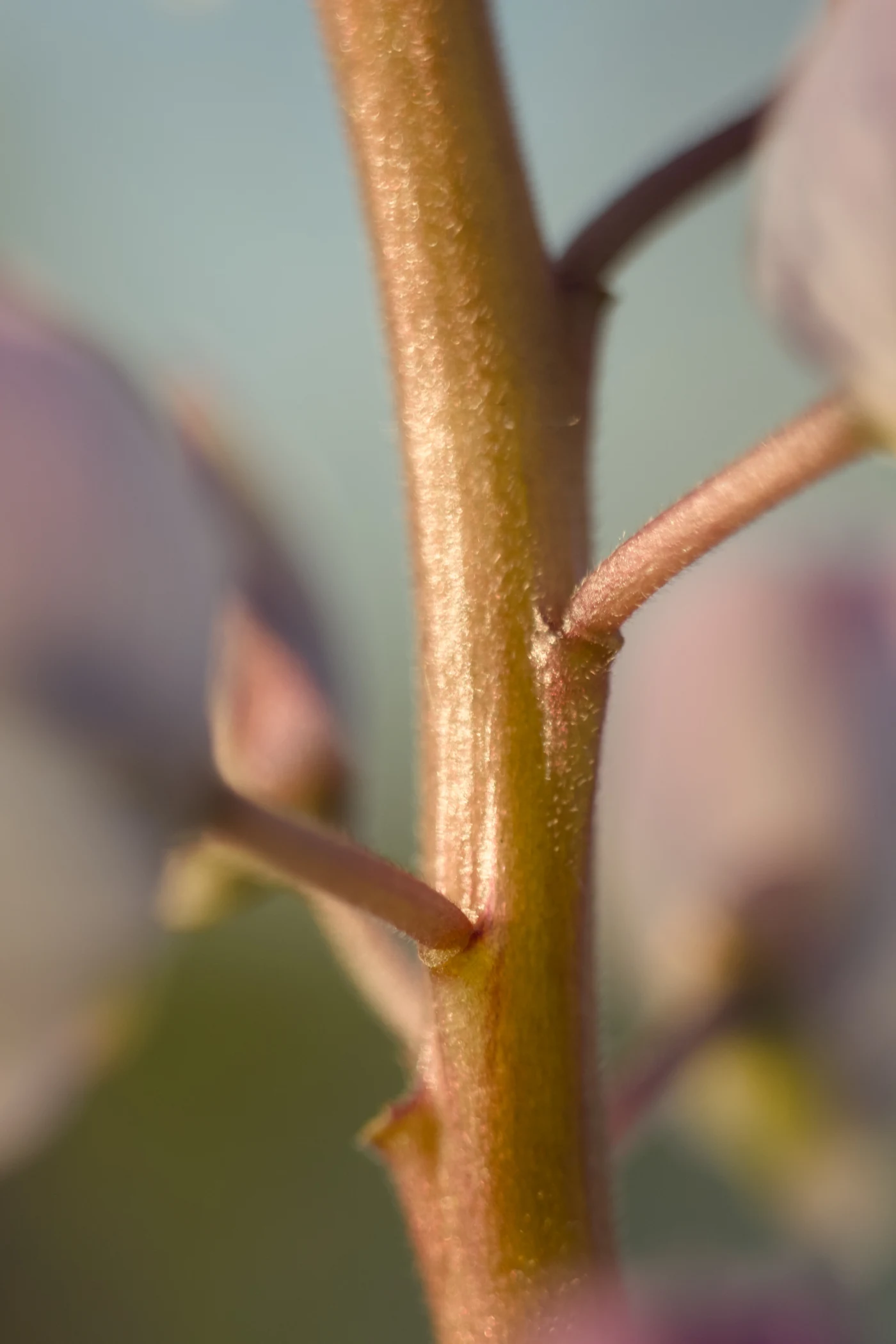 Macro shot of a plant stem with delicate tones and texture.