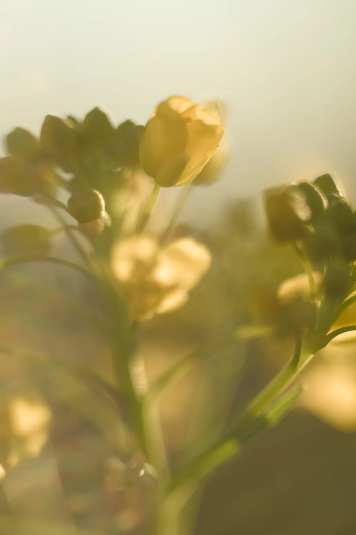Delicate yellow flowers against blurred green leaves, creating a soft atmosphere.