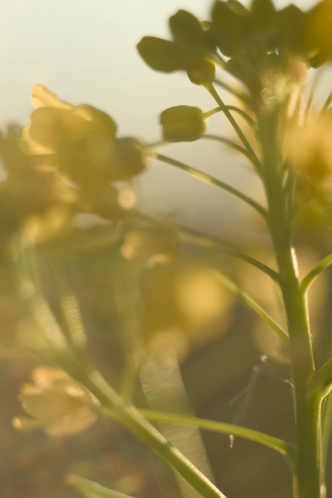 Blurred flowers in the background; sunlight creates a soft atmosphere.