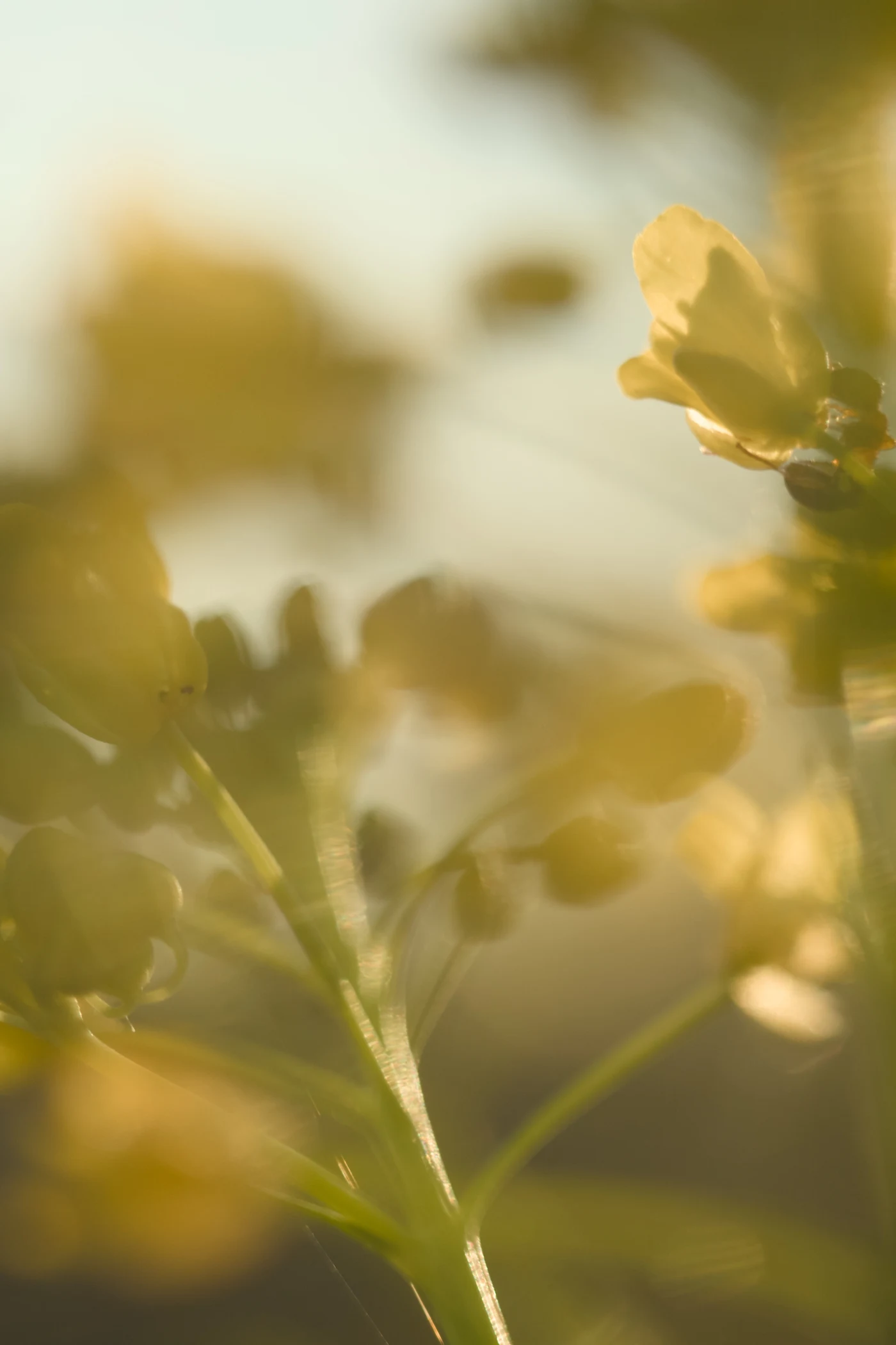 Yellow flowers in soft light, creating an atmosphere of calm and comfort.