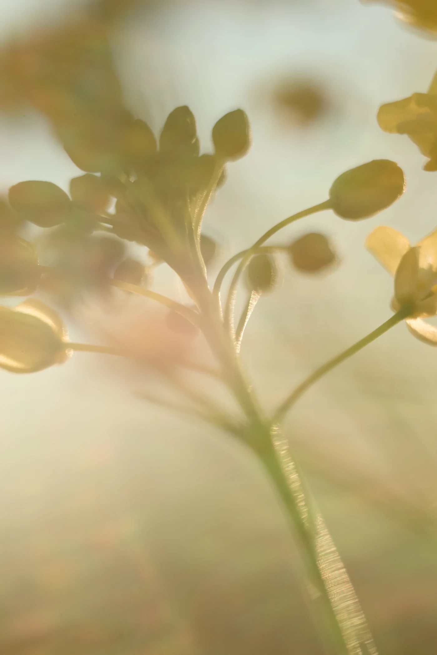 Blurred flowers in soft light, creating an atmosphere of tenderness and calm.