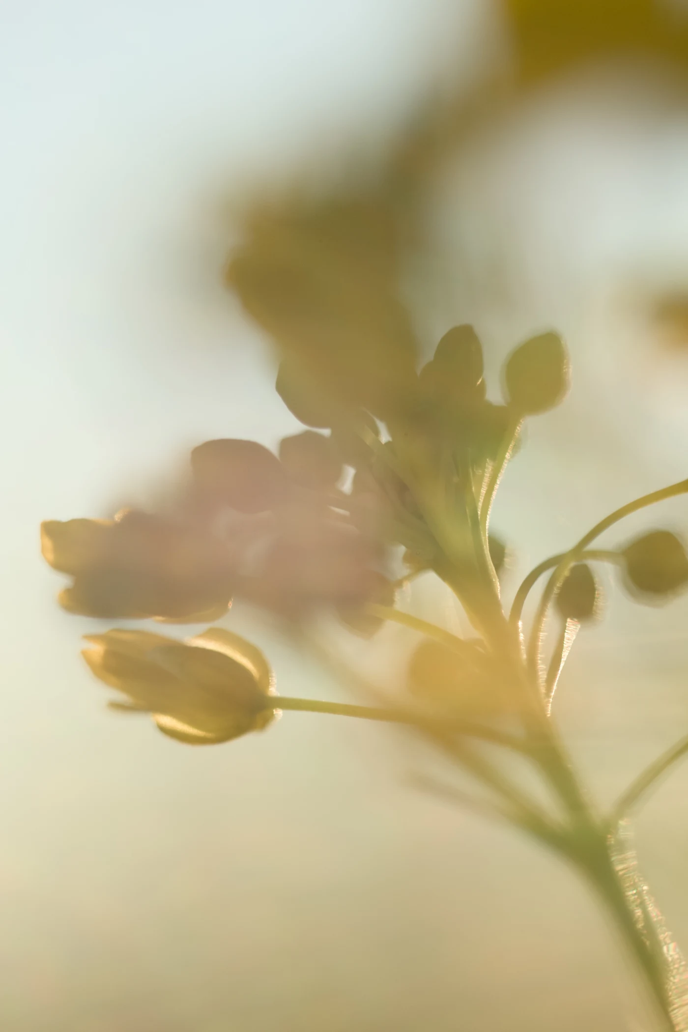 Blurred flower against soft light, creating an atmosphere of calm and tenderness.