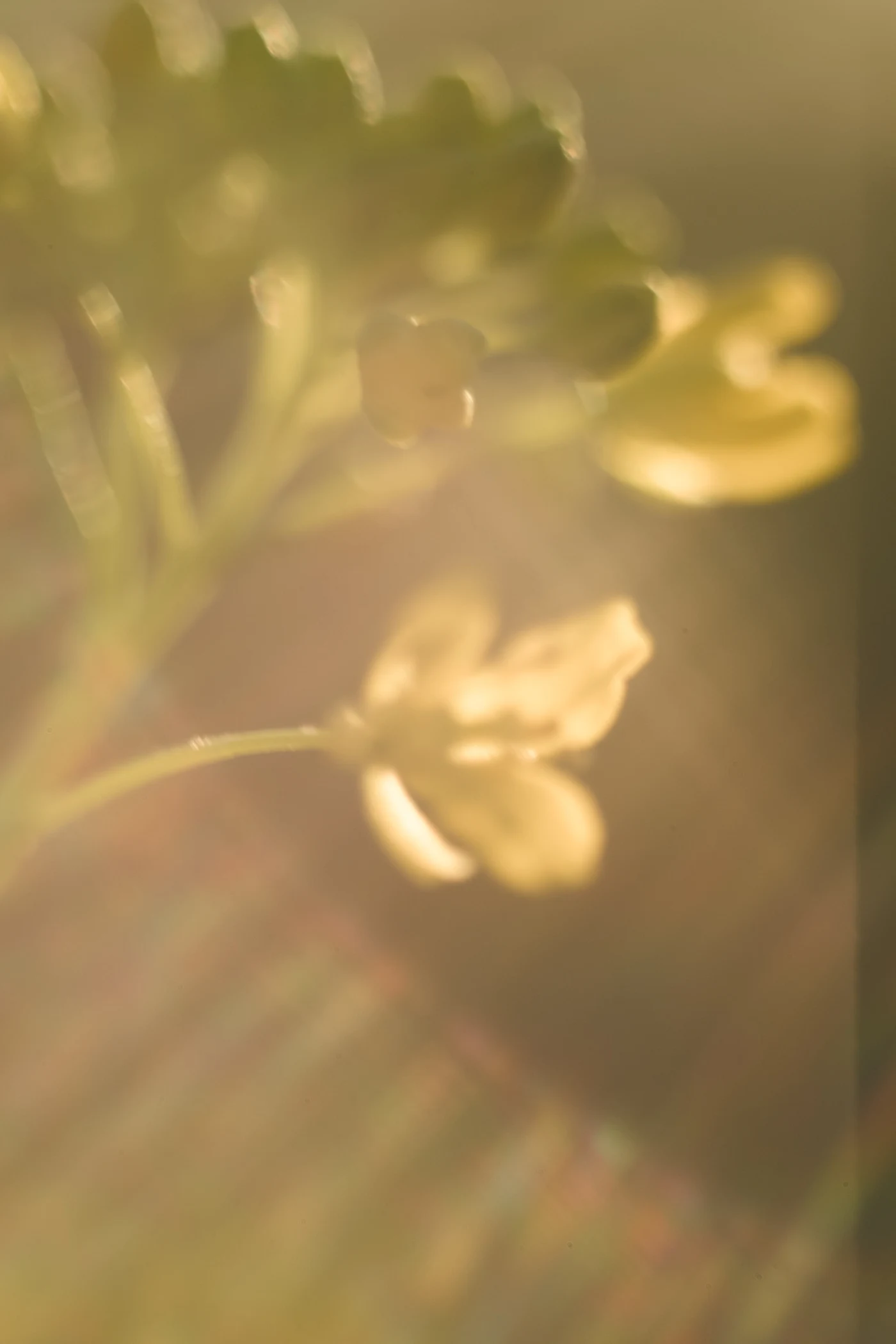 Blurred flowers in soft light, creating an atmosphere of warmth and comfort.