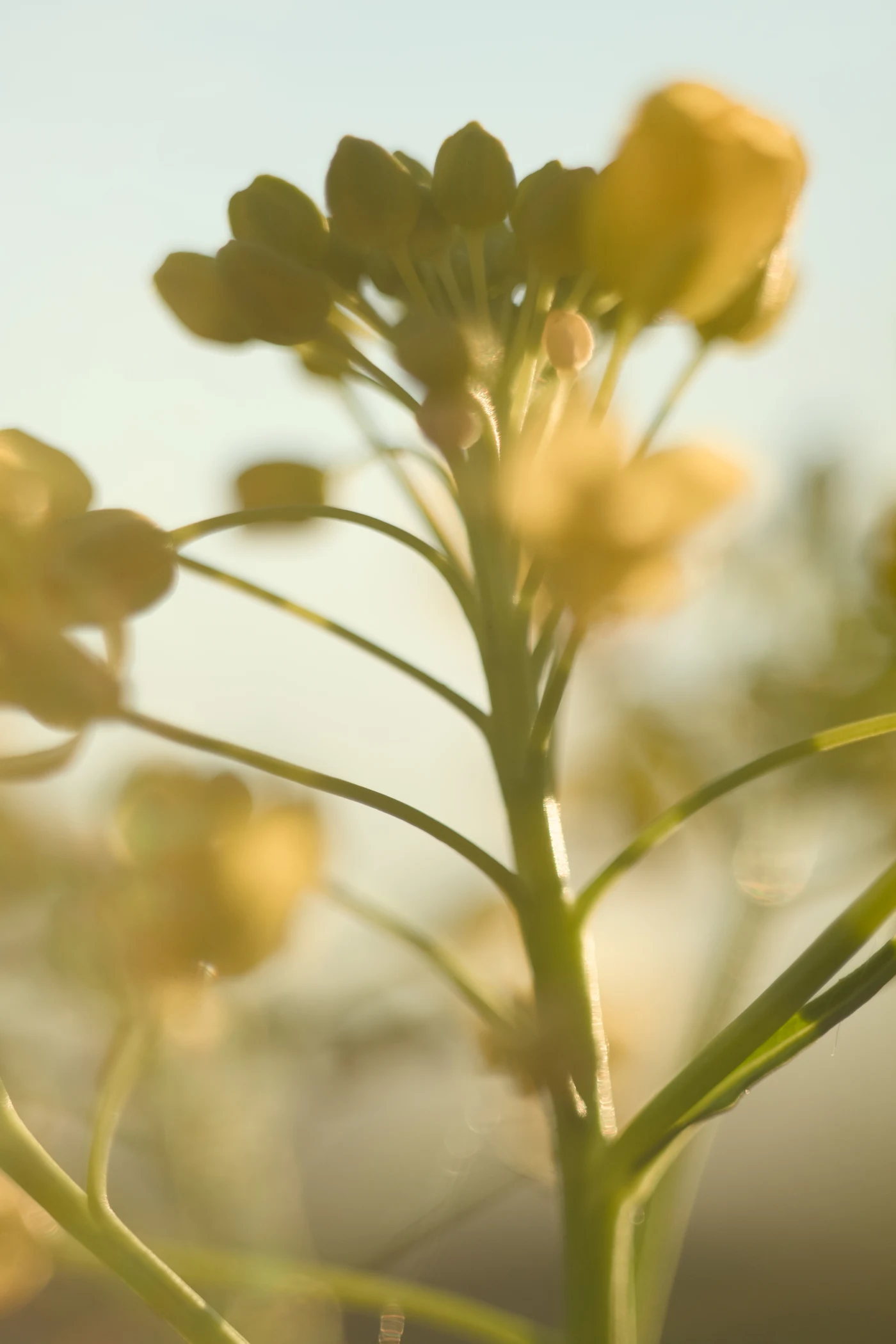 Delicate yellow flowers against a bright sky, soft focus.