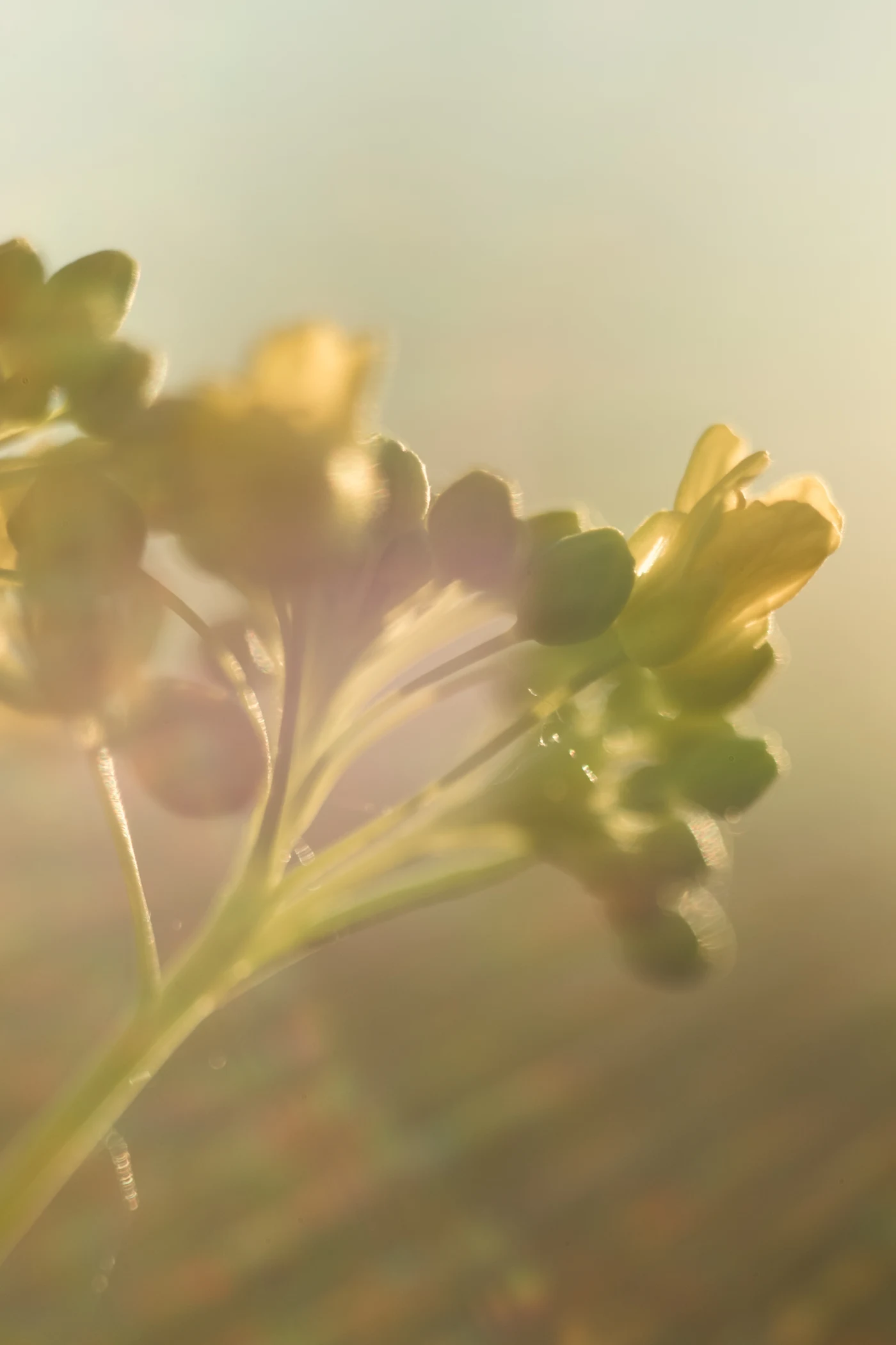 Delicate flowers in soft light, creating an atmosphere of calm and comfort.