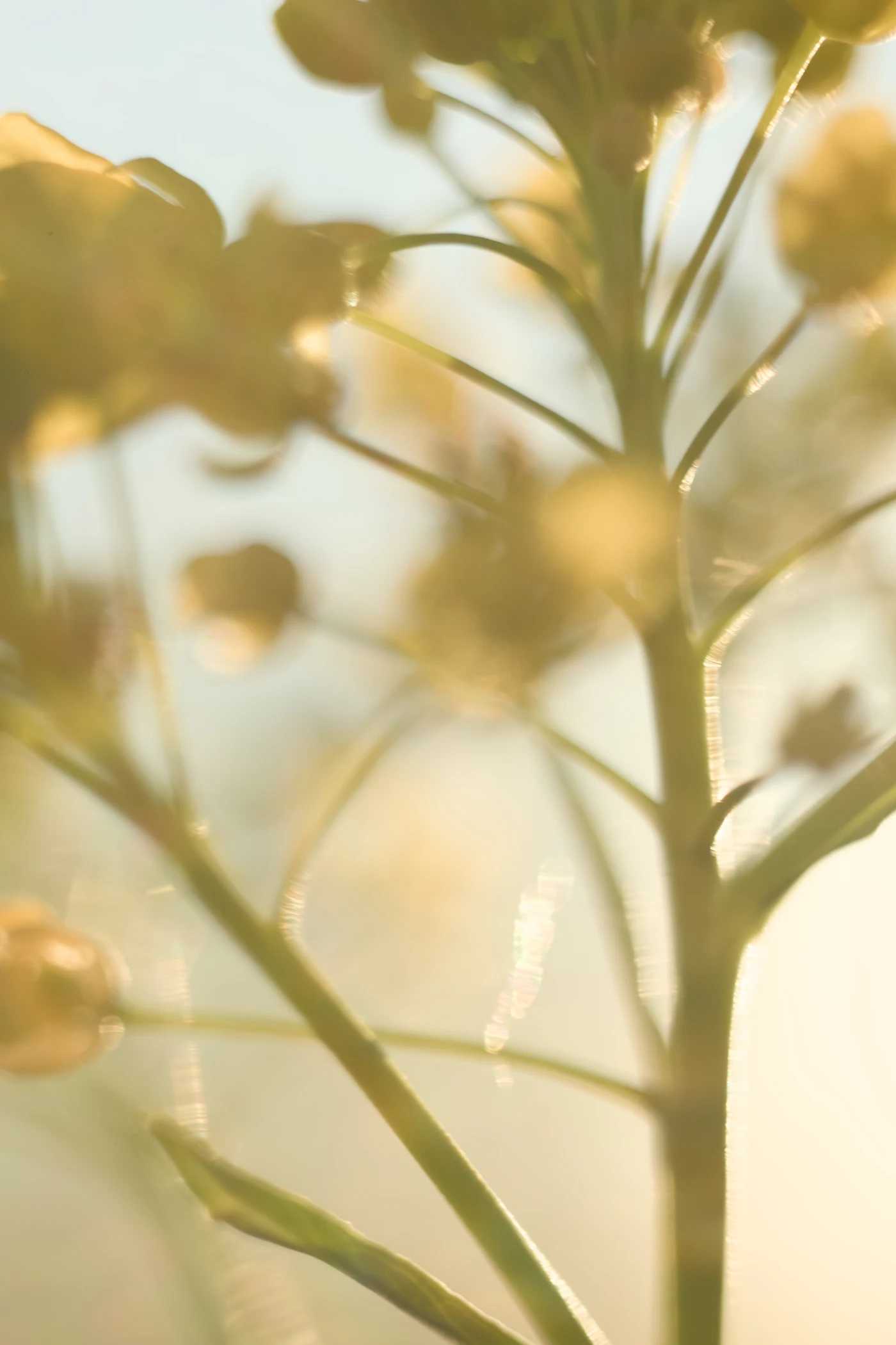 Blurred background with flowering plants, light tones and soft outlines.