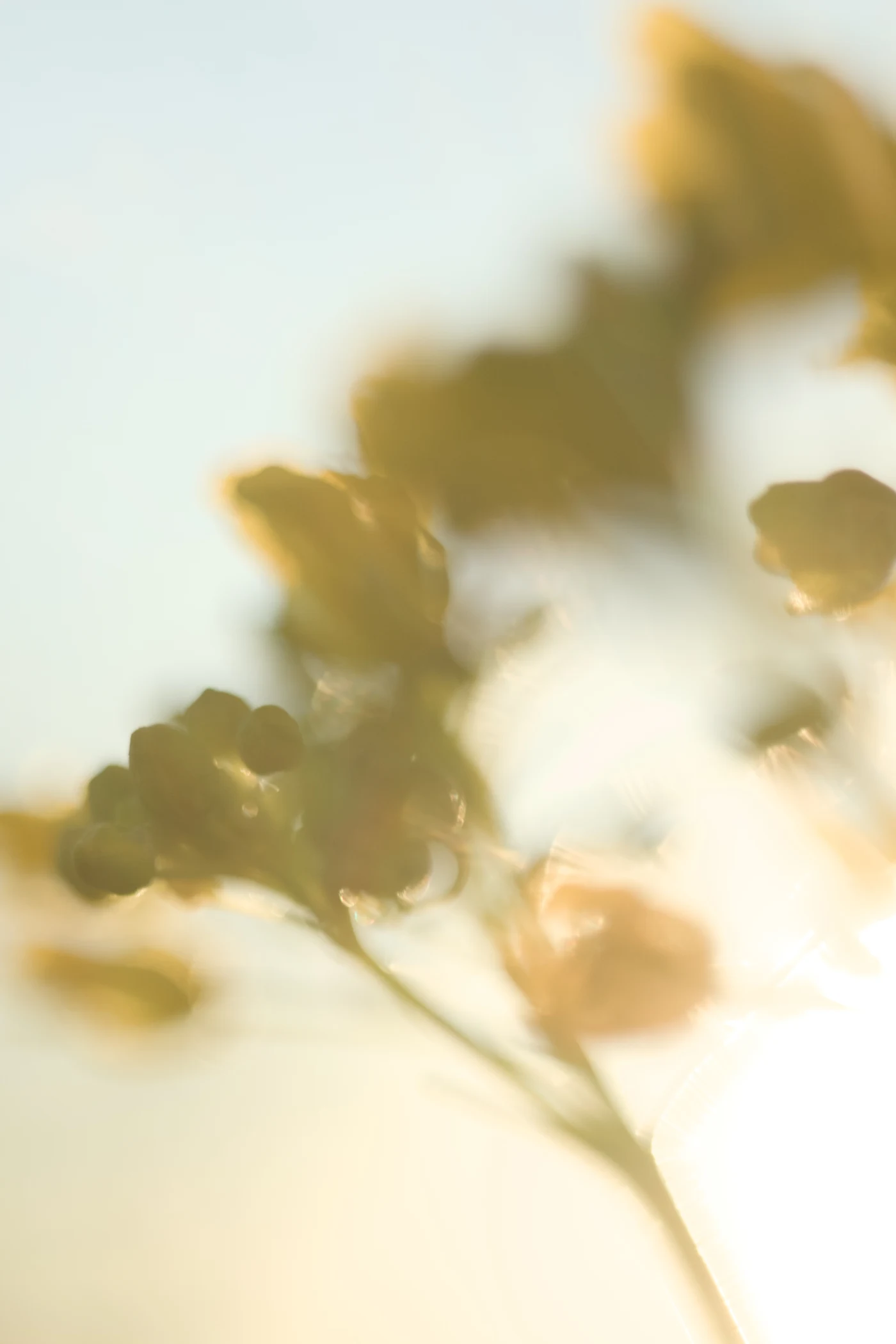 Blurred flowers against a bright sky. Warm tones create an atmosphere of calm and comfort.