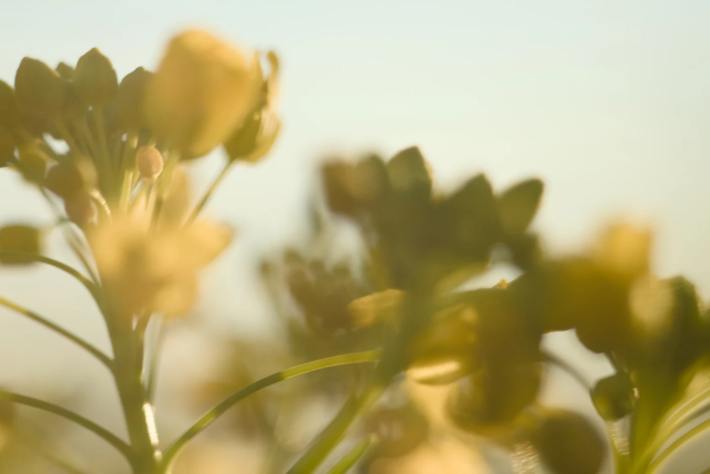 Blurred flowers against a bright sky.