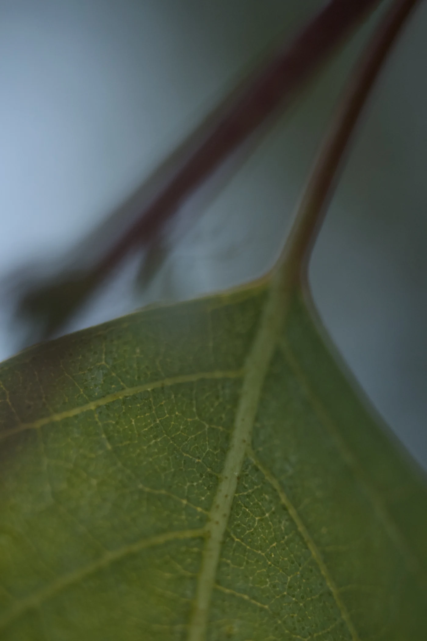 Macro shot of a green leaf with clear texture and a soft background.