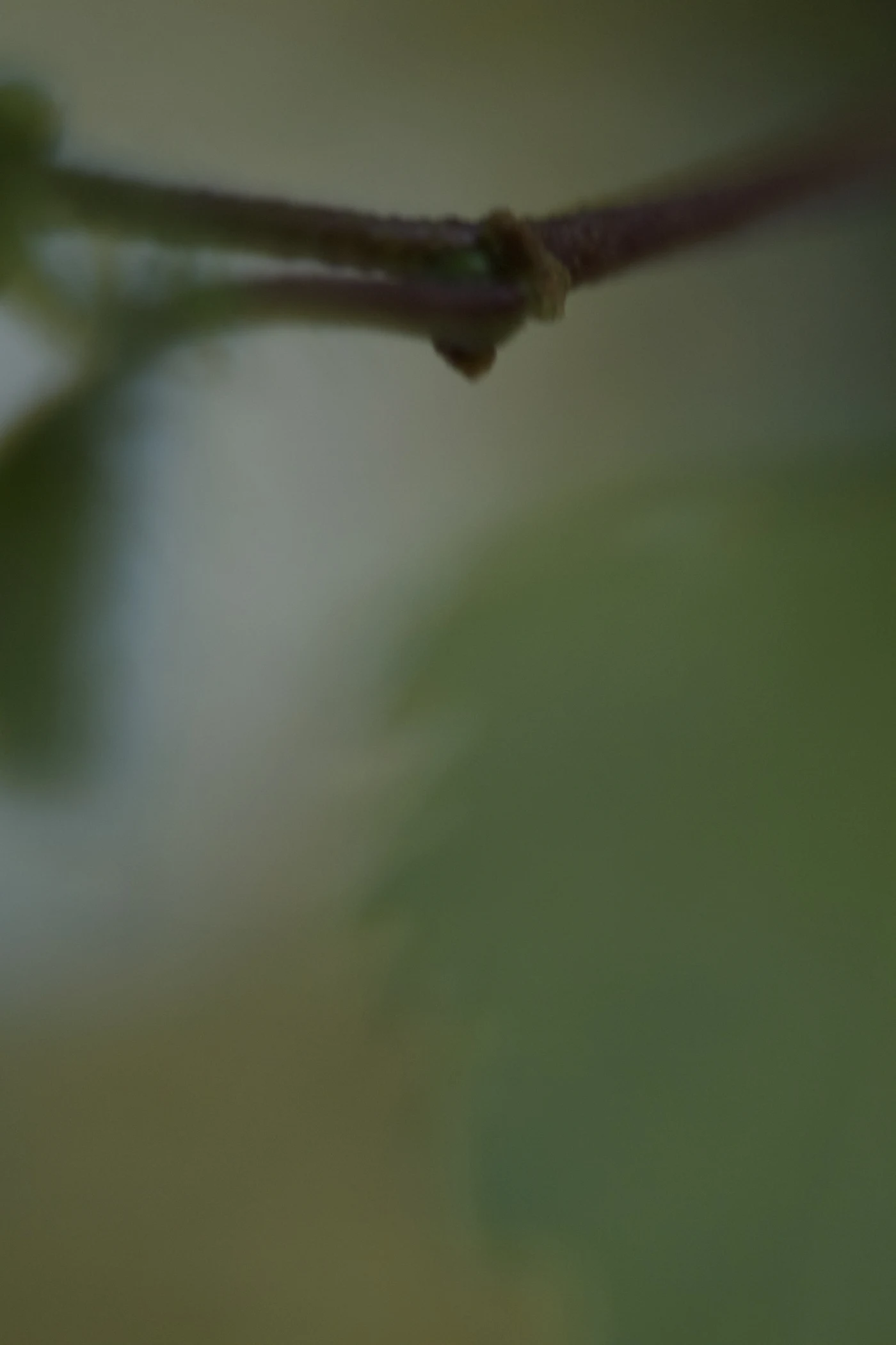 Blurred image of a branch with leaves in the background.