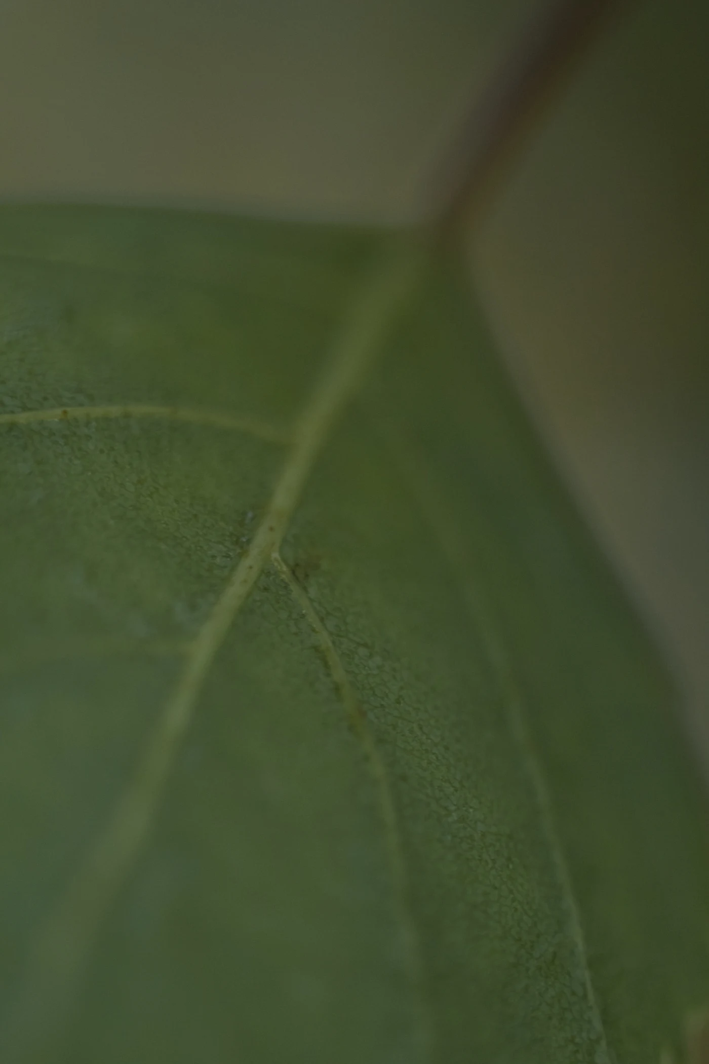 Macro shot of a green leaf with clearly visible texture and veins.