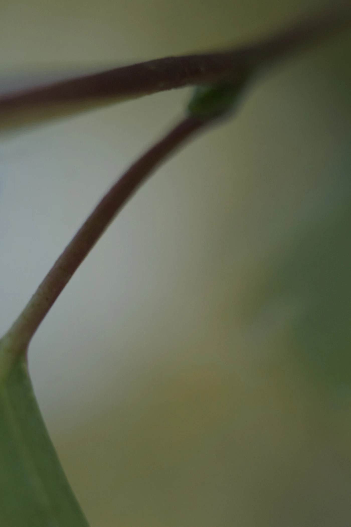 Macro shot of a plant stem against a blurred background.