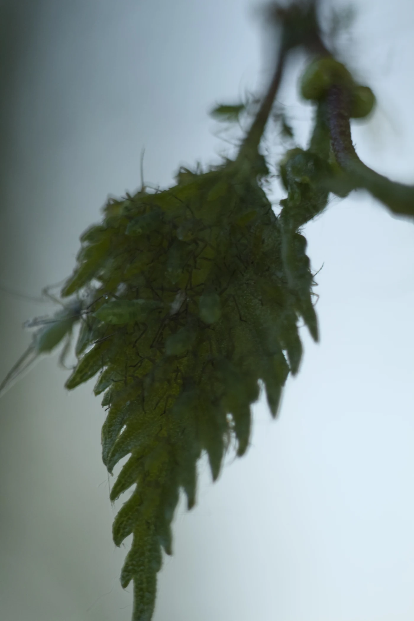 Blurred image of a green leaf with thin, curved edges.