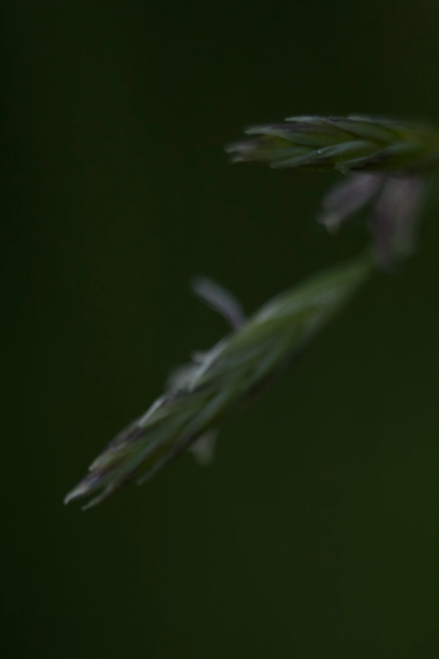 Blurred image of green grass against a dark background.