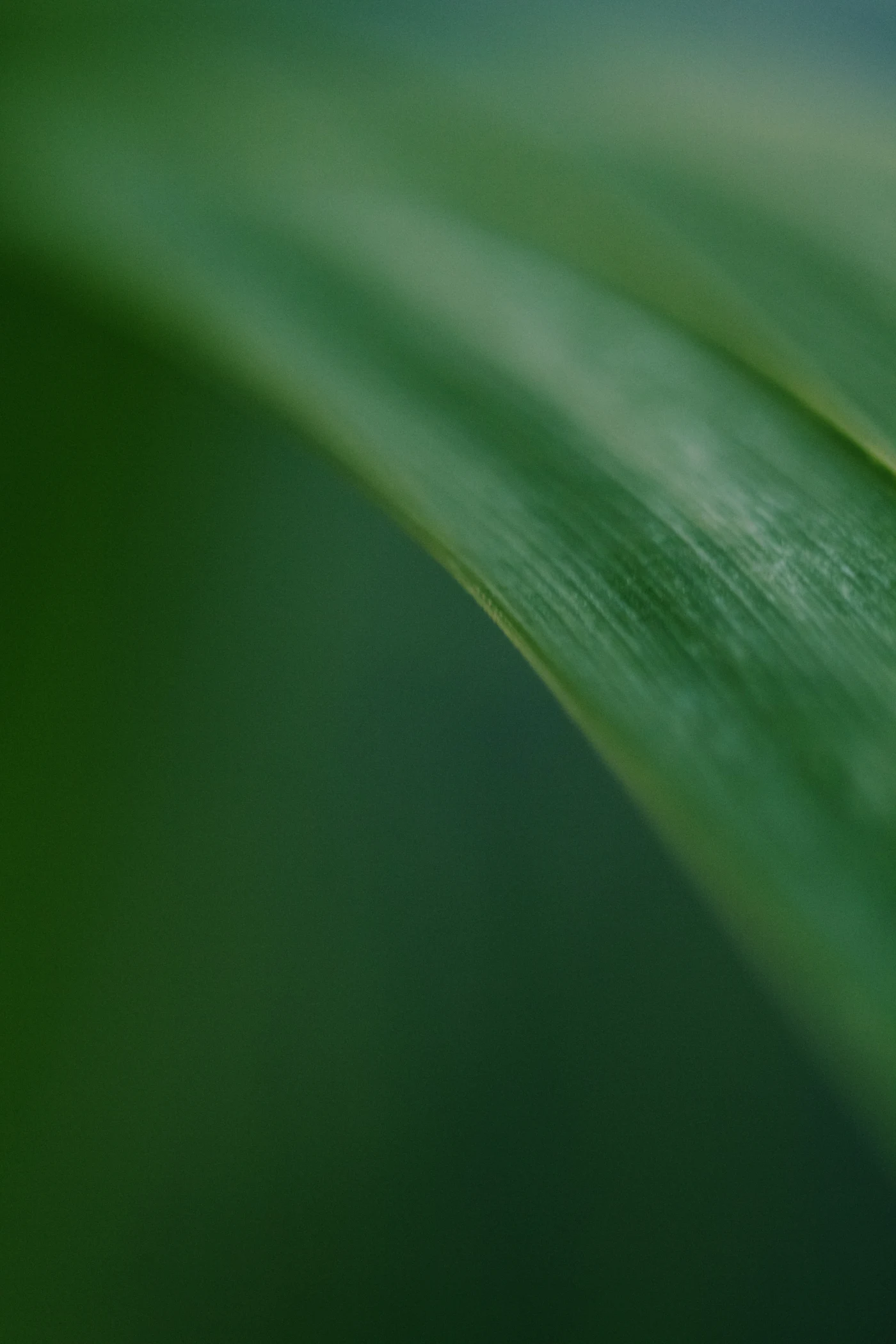 Macro shot of a green leaf with clear texture and a soft background.