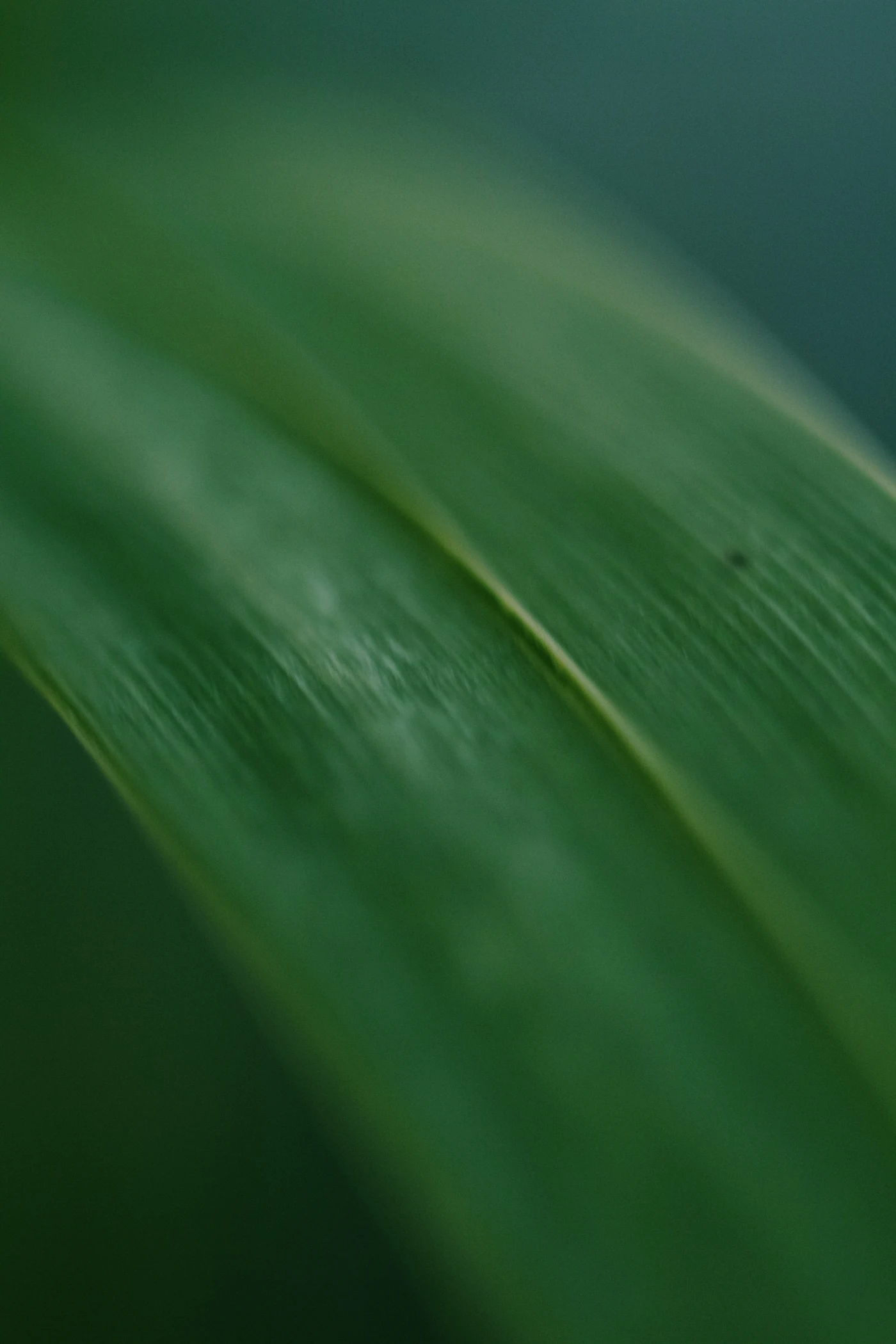 Macro shot of a green leaf with clear texture and a soft background.