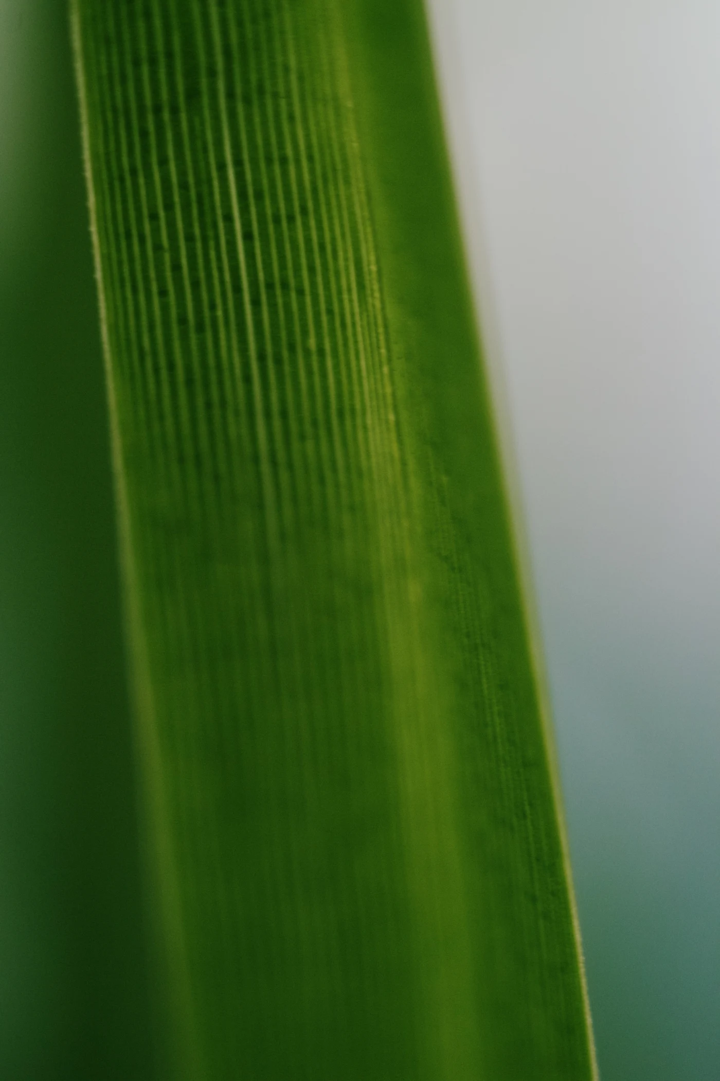 Macro shot of a green leaf with clear texture and a blurred background.