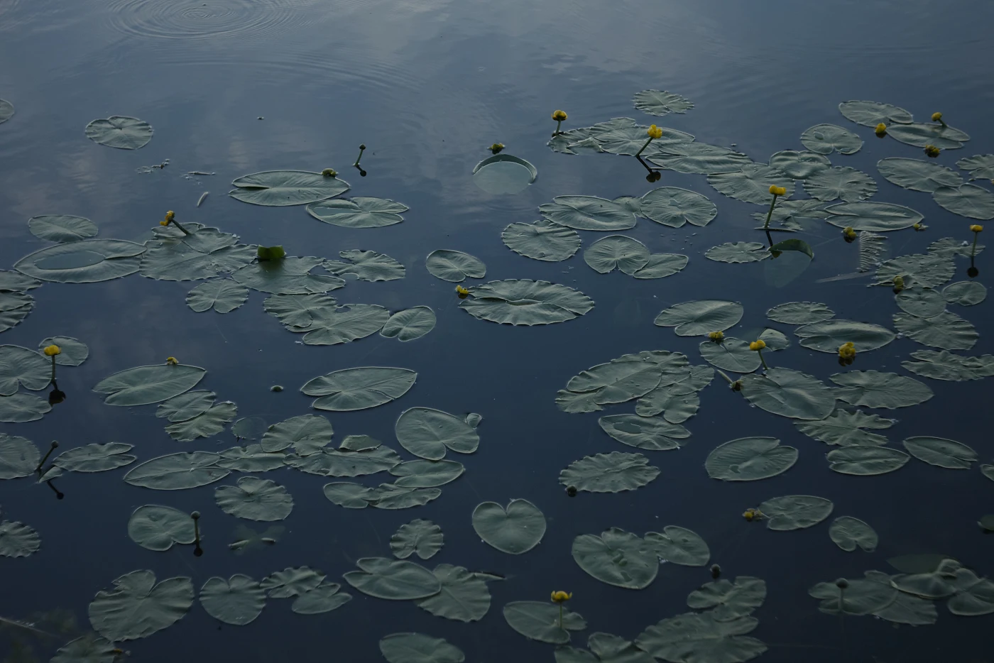 Water lily leaves and yellow flowers on the surface of calm water.