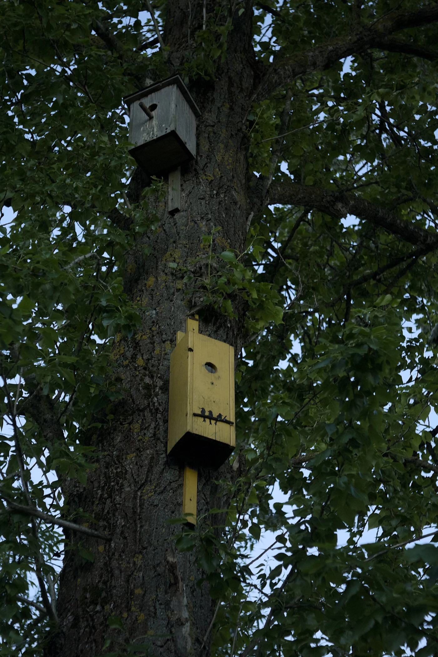 Two birdhouses on a tree: gray above and yellow below, surrounded by green leaves.