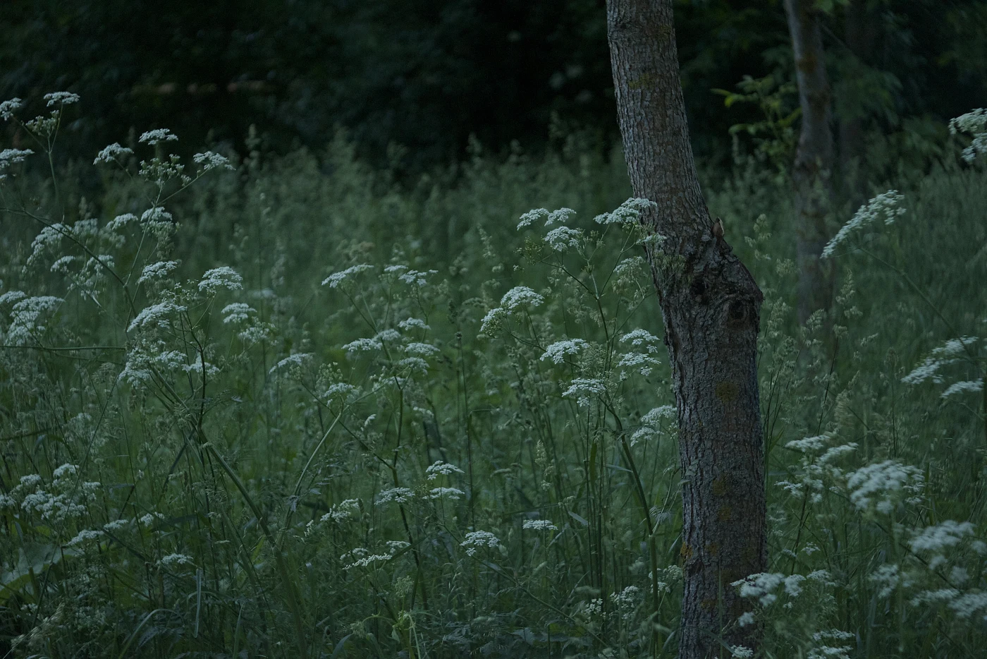 Low light on a green field with white flowers and a tree in the foreground.