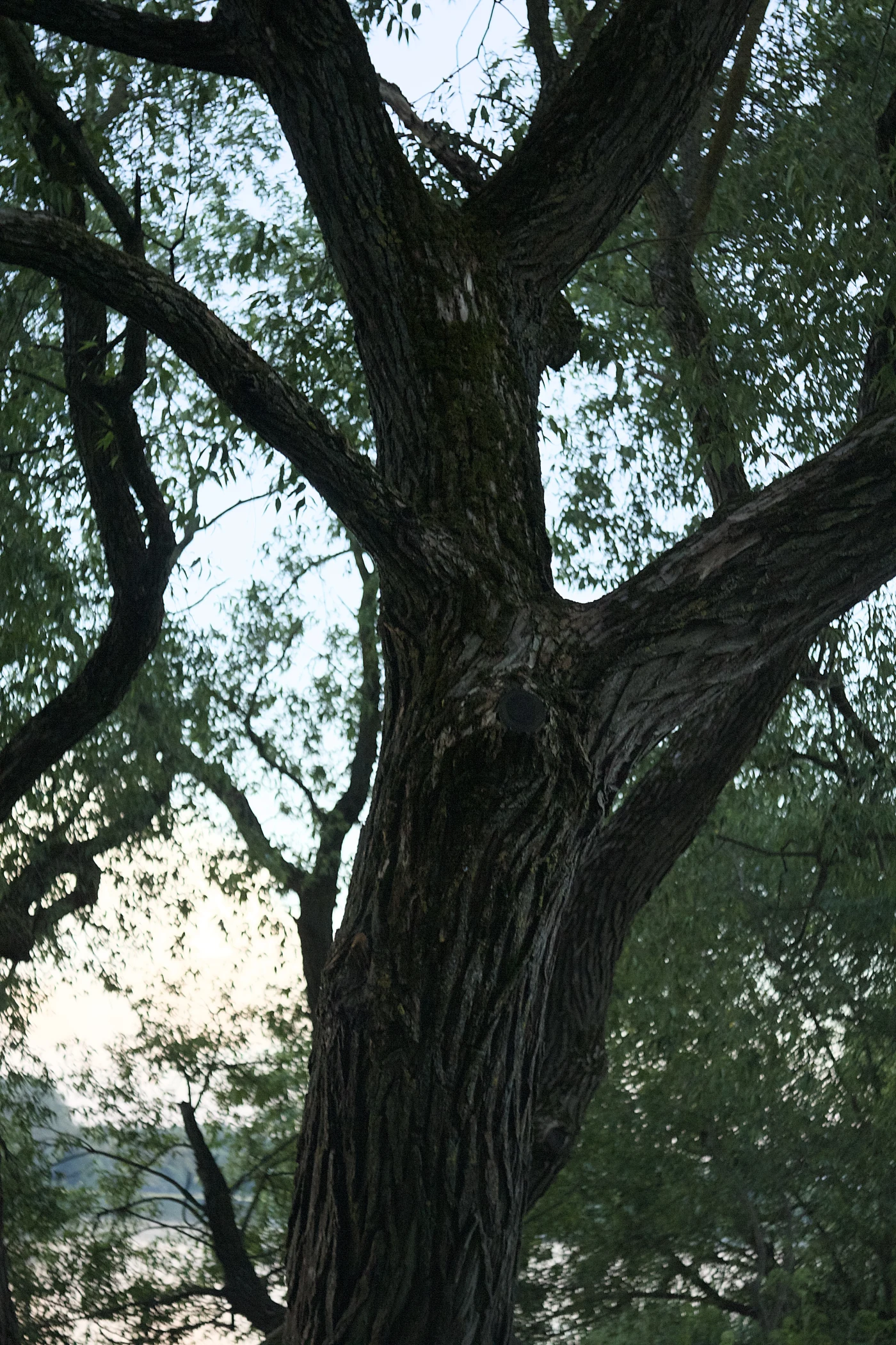 A tree with expressive bark against an evening sky and greenery.