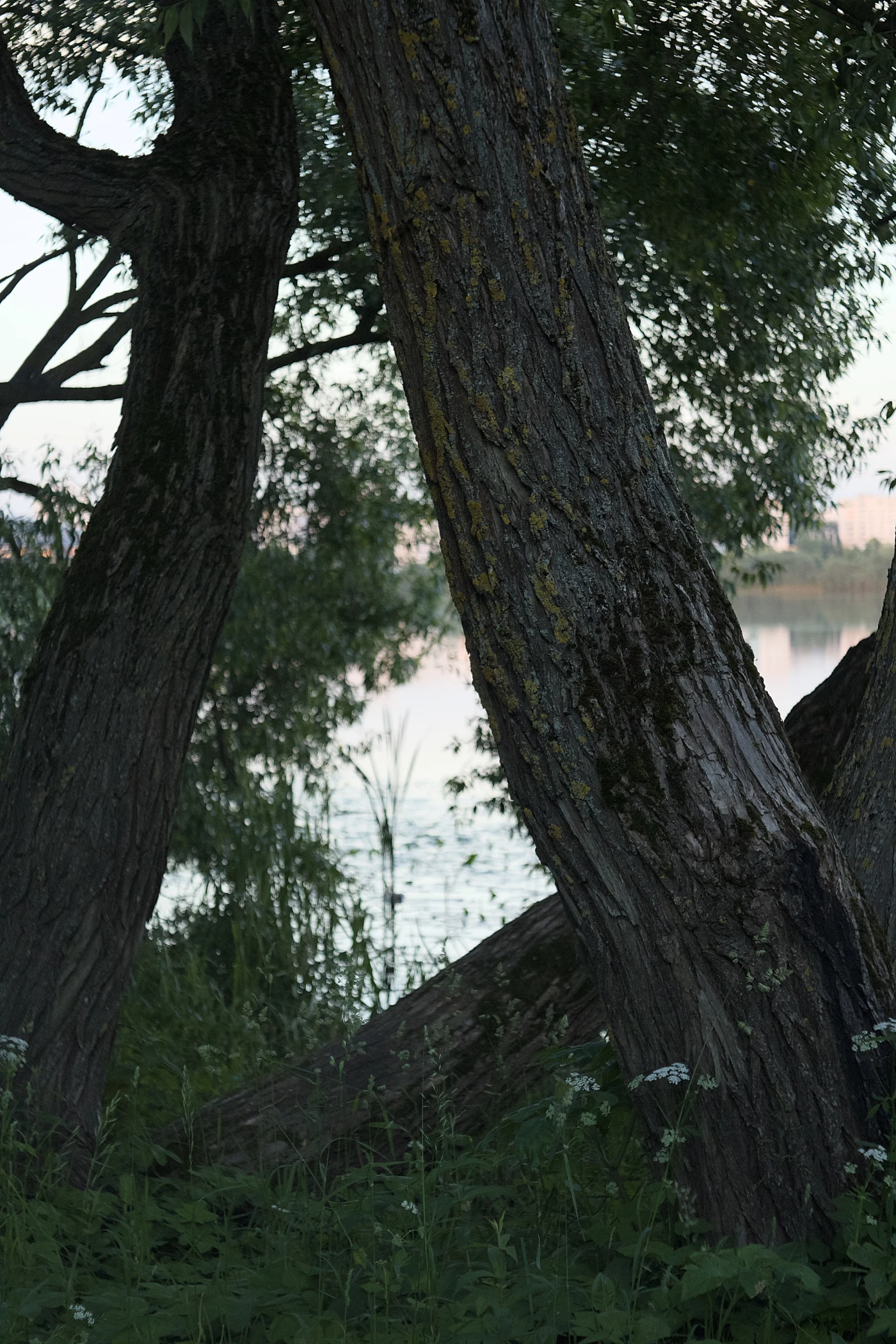 Two leaning trees by the water, with greenery and the calm surface of the river in the background.
