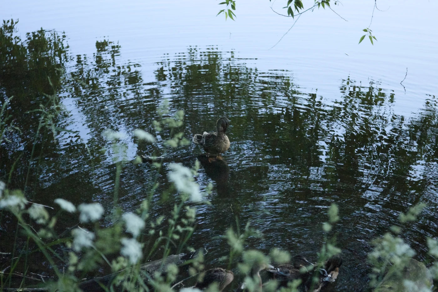A duck on the water, surrounded by reflections of trees and greenery, creating ripples on the surface.
