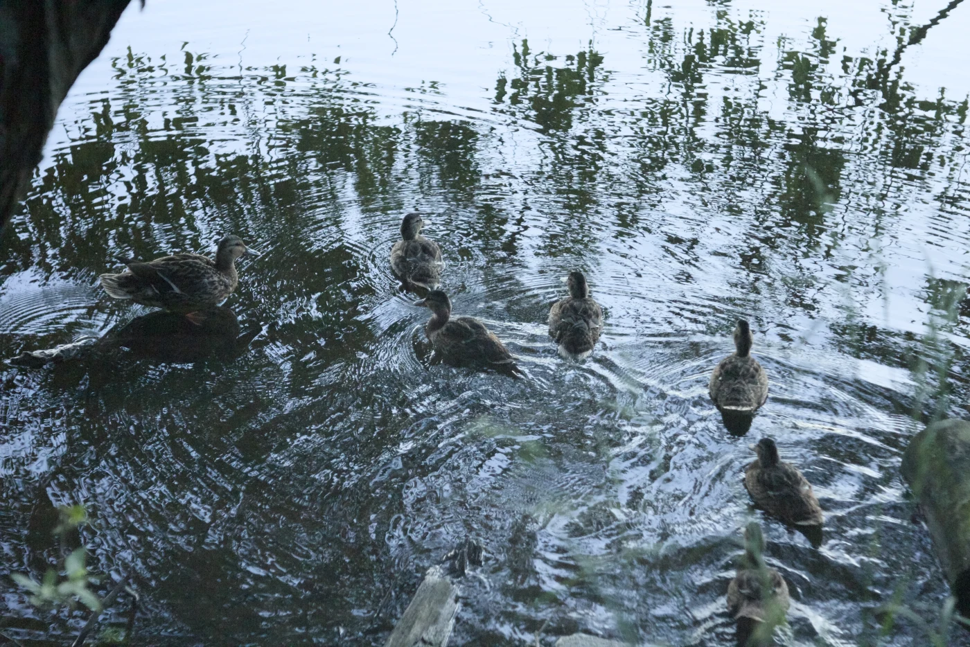 Six ducks swimming on the water, creating ripples on the surface. The water reflects surrounding trees.