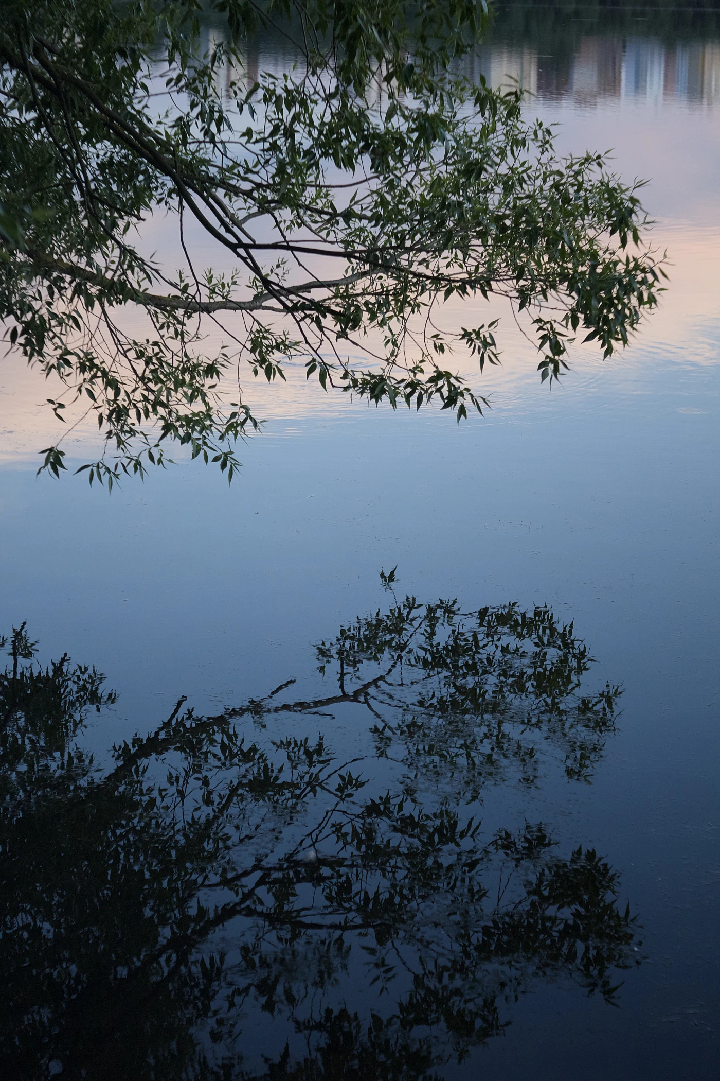 Reflection of a tree branch on calm water, with delicate tones of sky in the background.