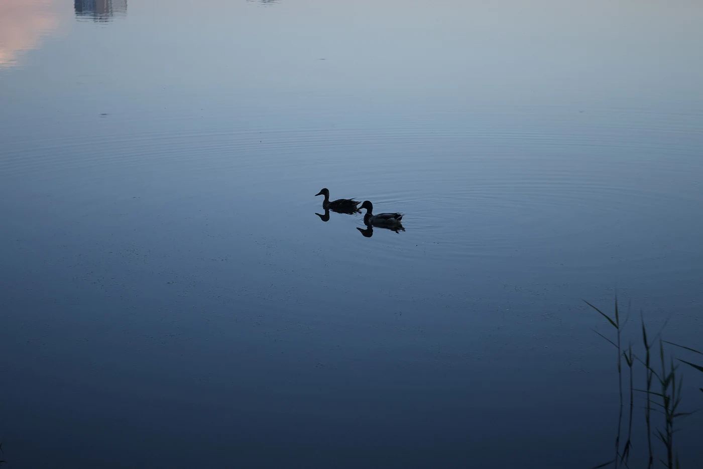 Two ducks swim on calm water, reflected in it. The sky is colored in delicate tones.