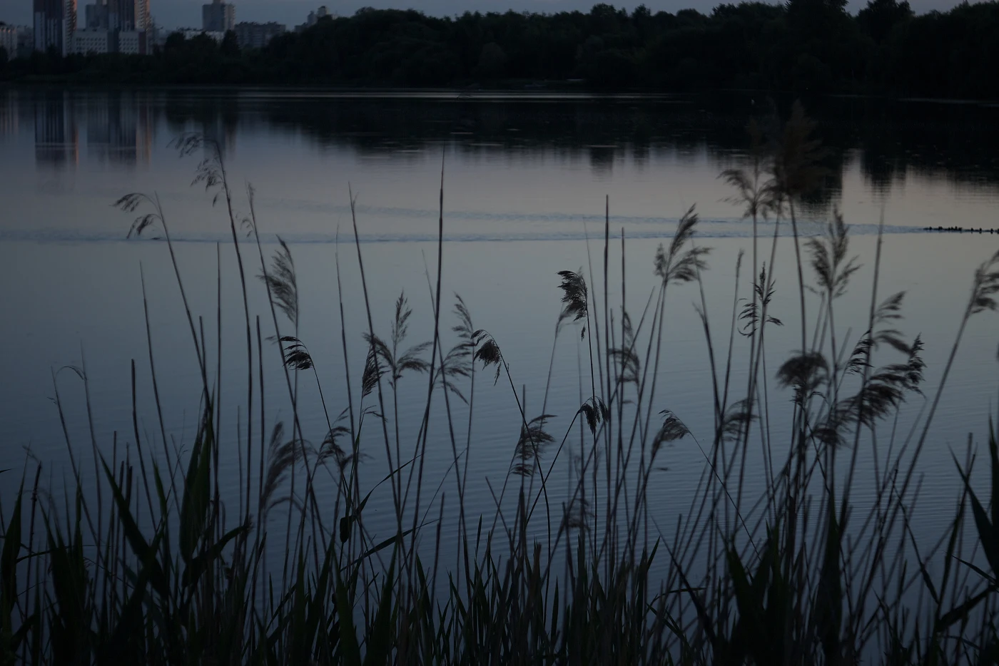 Quiet evening by the water, with grass heads in the foreground and the sky reflected in the water.