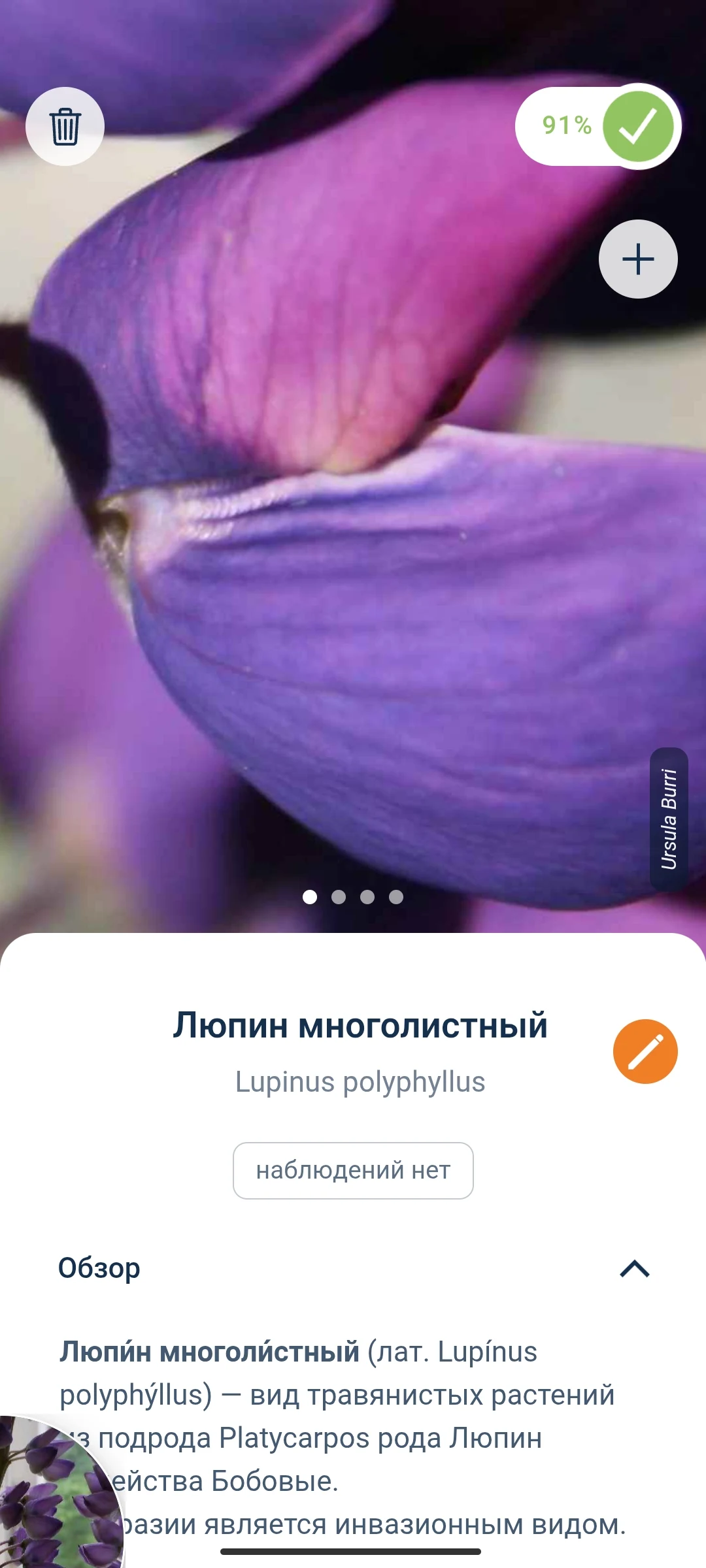 Люпин многоцветный с фиолетовыми лепестками, текст «Люпин многоцветный» и информация о растении.