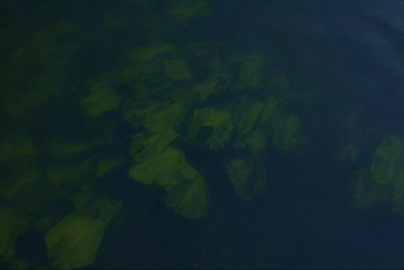 Подводные растения на фоне темной воды.