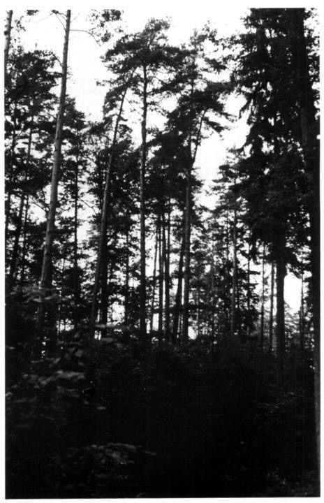 Темный лес с высокими деревьями на фоне серого неба.