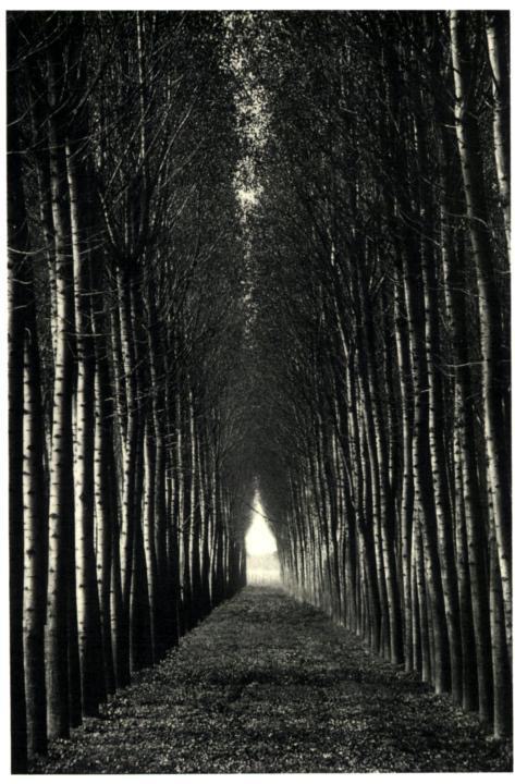 Тёмный лесной аллея с высокими деревьями, ведущая к светлому выходу в конце.